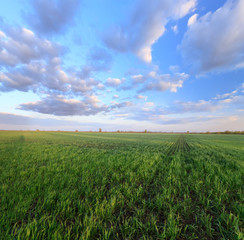 Obraz premium young wheat field in early spring the young wheat spring endless horizon