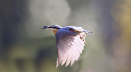 A successful coal tit carries a seed in beak in flight on a blurred background