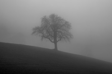 Tree in fog