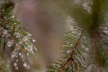 Obraz premium fir branch with needles