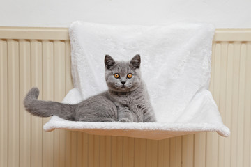 Fototapeta na wymiar jeune chaton race british shorthair yeux jaune orange dans hamac suspendu à un radiateur 