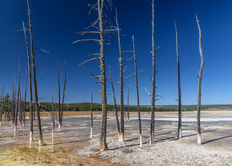 Dry Trees in Yellowstone