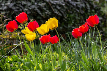 Fototapeta na wymiar Yellow and red tulips bending toward the sun