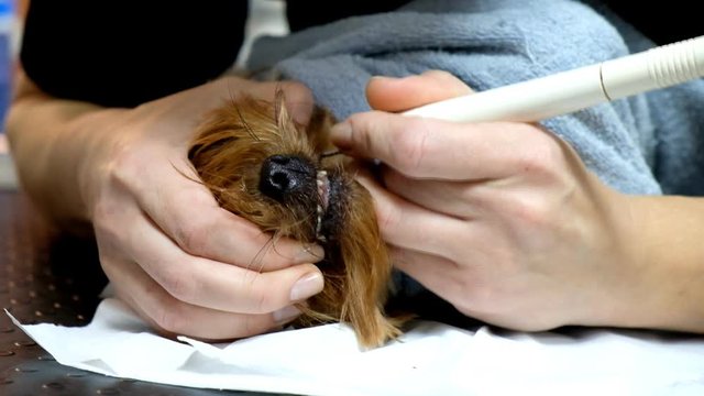 Professional teeth cleaning dog Yorkshire terrier at the vet.