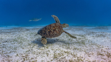 Obraz na płótnie Canvas Two green sea turtles swimming in a sandy coral reef