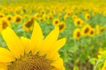 Sonnenblumenfeld mit einer Sonnenblume mit Regentropen in Nahaufnahme, selektiver Fokus