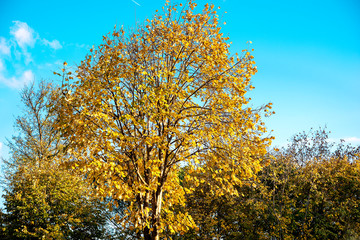 Yellow leaves on Tree at Autumn Season