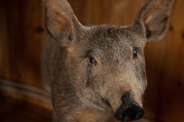 Fototapeta premium Stuffed wild boar's head with a grinning mouth. Stuffed wild boar's head with a grinning mouth