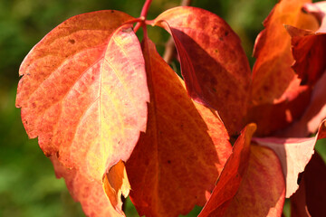 Red Leaves in nature