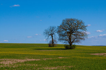 Fototapeta na wymiar Bäume in einem Blütenfeld