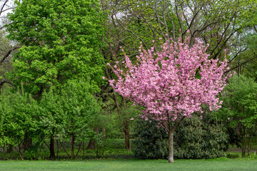 Obraz premium Tree with pink flowers