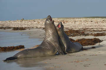 Southern Elephant Seals (Mirounga leonina) testing their strength against each other on a sandy beach on Sea Lion Island in the Falkland Islands.