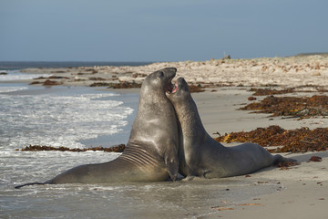 Southern Elephant Seals (Mirounga leonina) testing their strength against each other on a sandy beach on Sea Lion Island in the Falkland Islands.