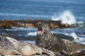 Southern Elephant Seal (Mirounga leonina) on a sandy beach on Sea Lion Island in the Falkland...