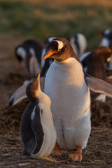 Gentoo Penguin chick (Pygoscelis papua) with an adult on Sea Lion Island in the Falkland Islands.