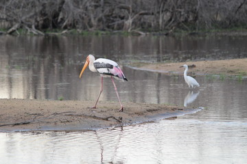 stork in forest