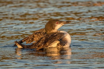 Sunset loon