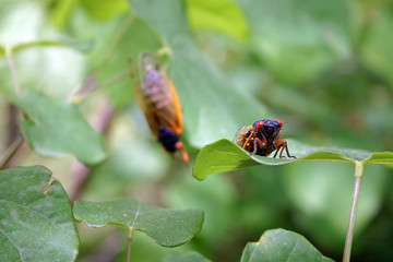 Cicadas in a Forest of leaves