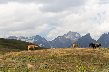 Cows graze on a mountainside in Svaneti
