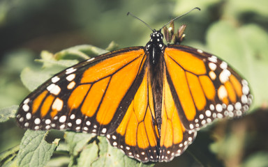monarch butterflies