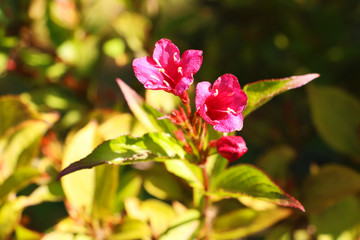 Obraz na płótnie Canvas Beautiful red flower in the garden on a sunny day.