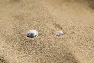Fototapeta na wymiar Small shells lying on sandy sea shore