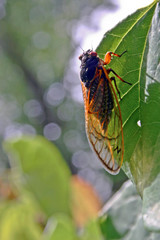 Vividly Colored Cicada with Beautiful Transparent Wings