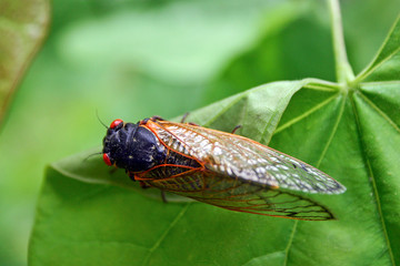 Winged Cicada Close Up