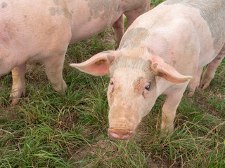 two pink pigs