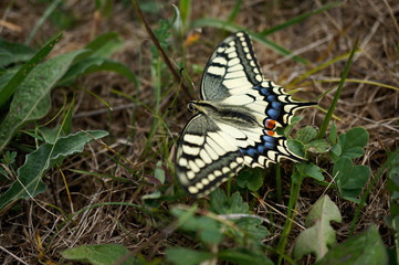 Schmetterling - Schwalbenschwanz