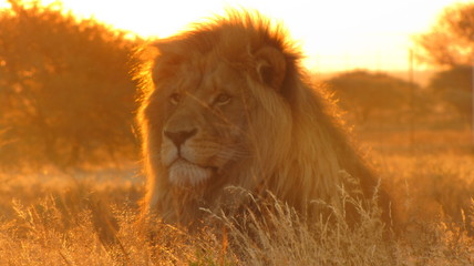Fototapeta na wymiar Male Lion Basking in the African Sun