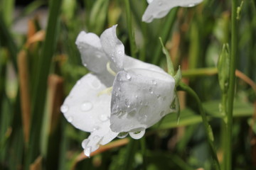 Fototapeta na wymiar a white campanula flower closeup with raindrops in summer