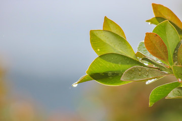 Goutte sur feuille 