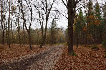 Intersection in evening forest in autumnal czech tourist area Kersko on 10th november 2018