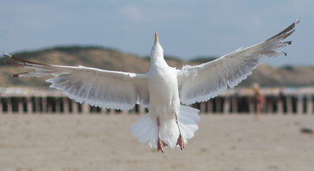 seagull in flight
