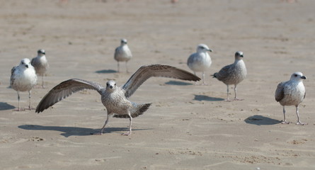 seagulls on the beach