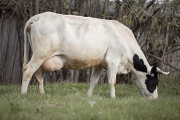 black and white cow grazing on the grass
