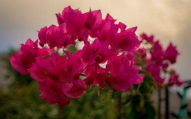 pink flowers in the garden