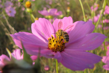 Bee on a bright yellow flower