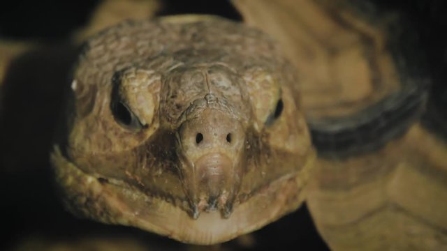 Portrait of a giant tortoise close up.