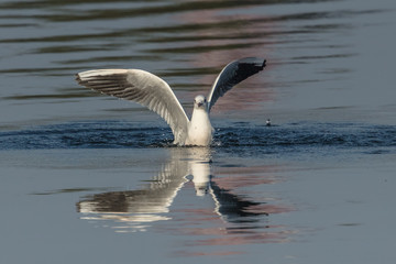 möwe