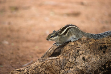  Squirrel sitting on the tree trunk in its natural habitat