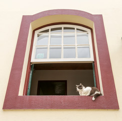 Gato de estima&ccedil;&atilde;o em janela de casa colonial de Ouro Preto, Brasil