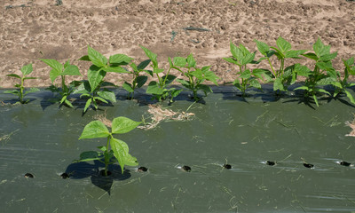 Detail of a row of bean seedlings growing through a dark ground cover in a field.