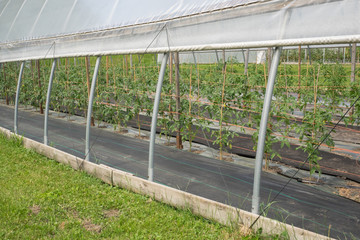 View through the open side of a nursery hoop house filled with trellised tomato plants
