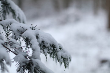 snow on tree
