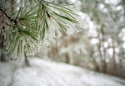 Fototapeta Frozen needles of pine tree branches in winter with patterns floes, background beauty in nature
