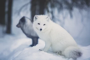Nahaufnahme im Hochformat von Polarfuchs in Finnland, Lappland, in der Nähe von Rovaniemi