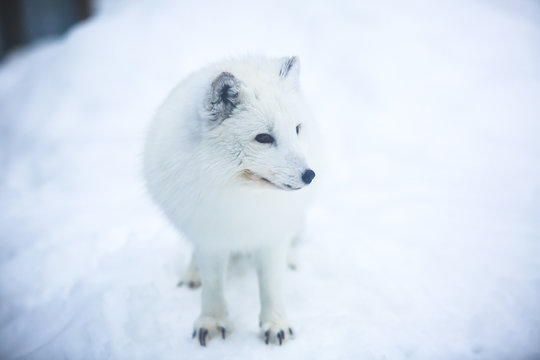Close up portrait view of Arctic Fox in Finland, Lapland, near Rovaniemi © tsuguliev