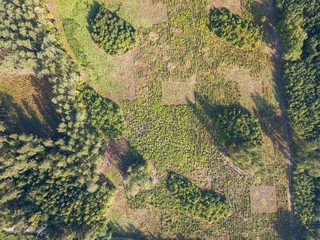 Wild forest landscape photographed from drone